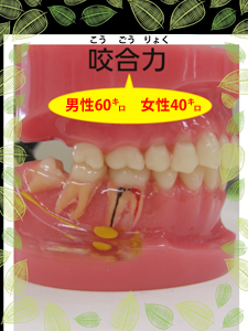 咬合力
