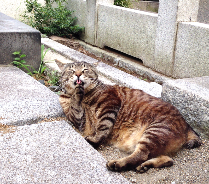 毛づくろいをするネコ